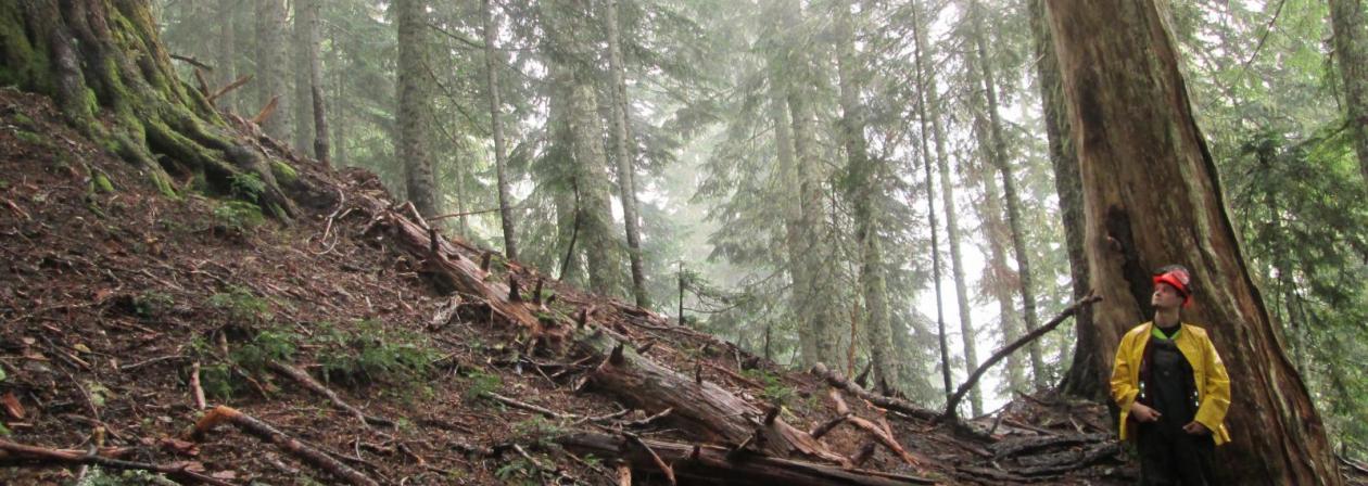 Forestry Banner